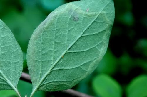 Aulagromyza hendeliana